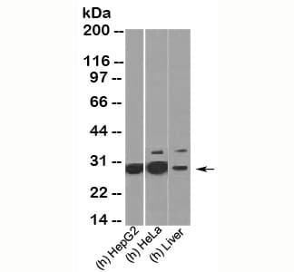 HMG1 / HMGB1 Antibody (clone HMG314)