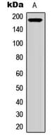 RET Antibody (C-Terminus)