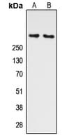 ATM Antibody (phospho-Ser1981)