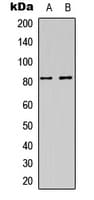 DAXX Antibody (C-Terminus)