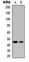 GSK3B / GSK3 Beta Antibody (N-Terminus)