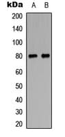 MAPT / Tau Antibody (Internal)