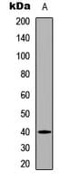 Polyclonal Rabbit anti-Human PBK / TOPK Antibody (N-Terminus, IHC, WB)