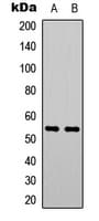 PTEN Antibody (C-Terminus)