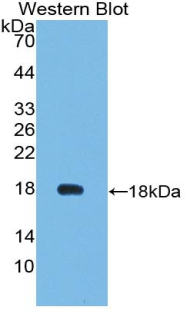 Polyclonal Rabbit anti-Mouse VEGF 121 Antibody (aa27-146, WB)