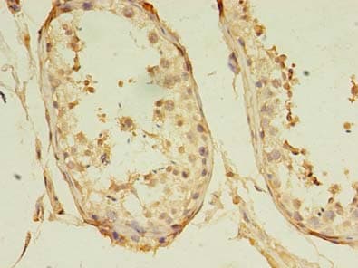 GKAP1 Antibody