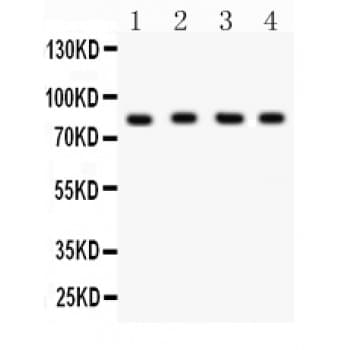 XRCC5 / Ku80 Antibody (aa649-676)