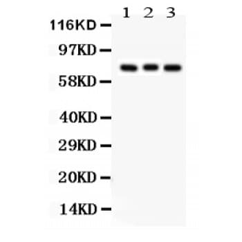 Apg7 / ATG7 Antibody (aa673-703)