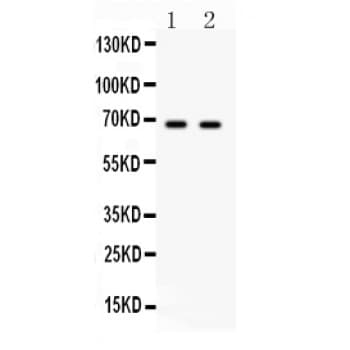Polyclonal Rabbit anti-Human PLK1 / PLK-1 Antibody (aa86-430, IHC, WB)