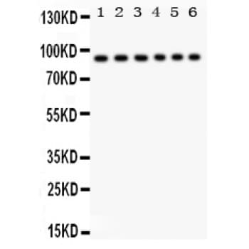 STAT3 Antibody (aa139-167)