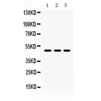 F3 / CD142 / Tissue factor Antibody (aa33-295)