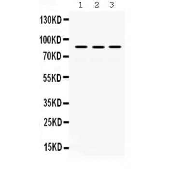 Polyclonal Rabbit anti-Human MLH1 Antibody (aa722-756, WB)