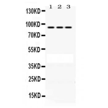 PRLR / Prolactin Receptor Antibody (aa565-605)