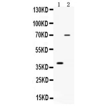 CD46 Antibody (aa46-76)