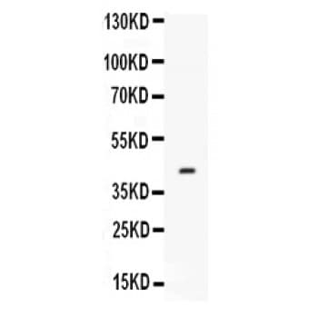 Polyclonal Rabbit anti-Mouse CFD / Factor D / Adipsin Antibody (aa30-235, WB)