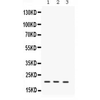Polyclonal Rabbit anti-Mouse IL7 Antibody (aa26-154, WB)