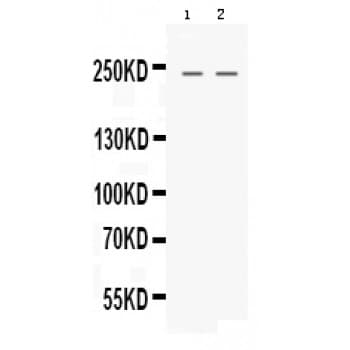 NES / Nestin Antibody (aa252-290)
