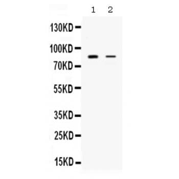 Polyclonal Rabbit anti-Human SMURF1 Antibody (aa326-351, WB)