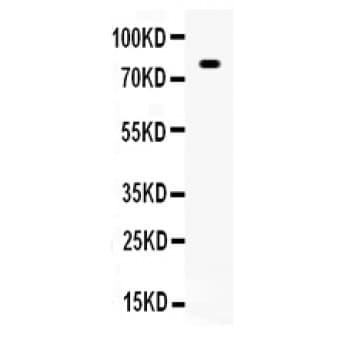 Polyclonal Rabbit anti-Human SP1 Antibody (aa752-785, WB)