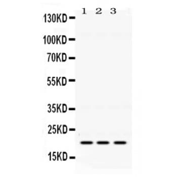 HRAS / H-Ras Antibody (aa101-137)