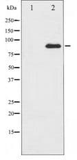 Polyclonal Rabbit anti-Human PRKCQ / PKC-Theta Antibody (WB)