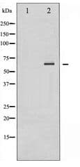 Polyclonal Rabbit anti-Human PTPN11 / SHP-2 / NS1 Antibody (IHC, WB)