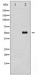 Tubulin Gamma Antibody