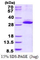 Human MIBP / ITGB1BP3 Protein (Recombinant His)