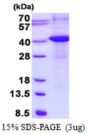 Human RNLS / Renalase Protein (Recombinant His)