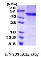 Human ARC / Arg3.1 Protein (Recombinant 6His, N-terminus)