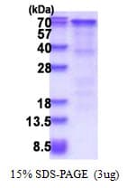 Human TCF4 Protein (Recombinant His)