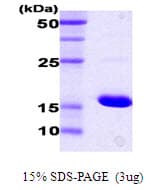 E. coli dnaK Protein (Recombinant)