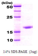 E. coli dnaK Protein (Recombinant)