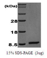 Human EGF Protein (Recombinant)