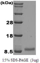 Human IGF1 Protein (Recombinant)