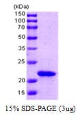 E. coli slyD Protein (Recombinant)
