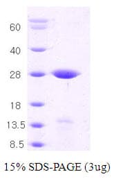 Human STX1A / Syntaxin 1A Protein (Recombinant)