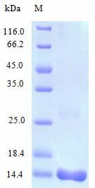 Human IL16 Protein (Recombinant)