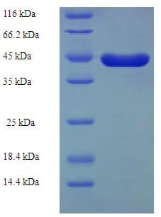 Human KITLG / SCF Protein (Recombinant GST)