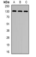 XPC Antibody
