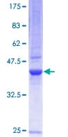 Human BCL2L2 / Bcl-w Protein (Recombinant GST)
