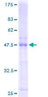 Human TNFRSF17 / BCMA Protein (Recombinant GST)