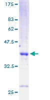 Human CCK / Cholecystokinin Protein (Recombinant GST)