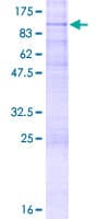 Human ADGRE5 / CD97 Protein (Recombinant GST)