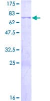 Human C/EBP Beta / CEBPB Protein (Recombinant GST)