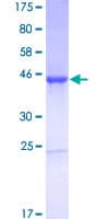 Human CNTF Protein (Recombinant GST)
