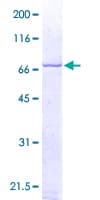 Human MAPK14 / p38 Protein (Recombinant GST)