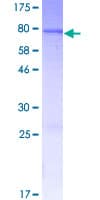 Human CYP2A13 Protein (Recombinant GST)