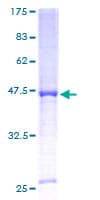 Human CYP4A11 Protein (Recombinant GST)