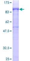 Human DGKA Protein (Recombinant GST)